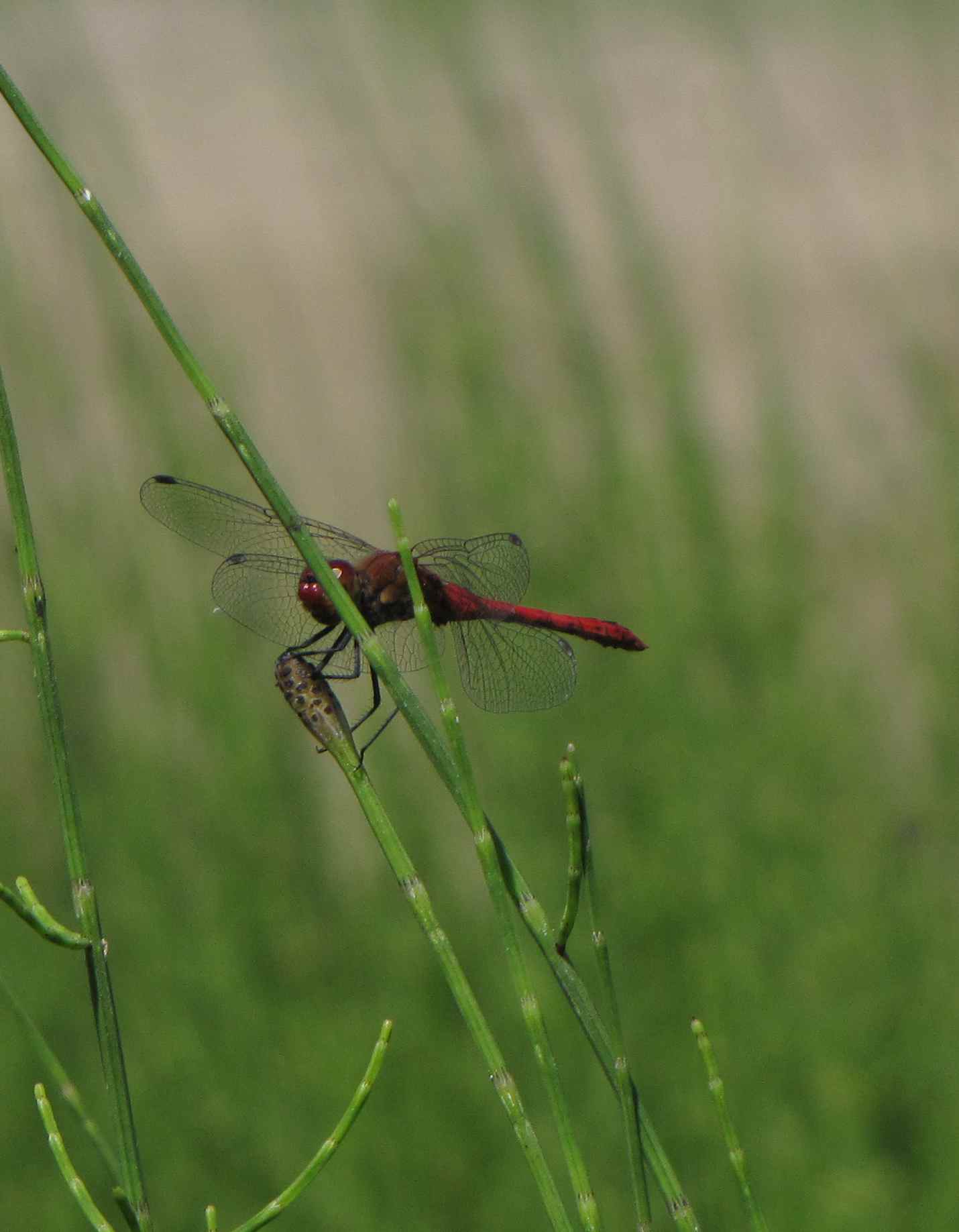 sympetrum